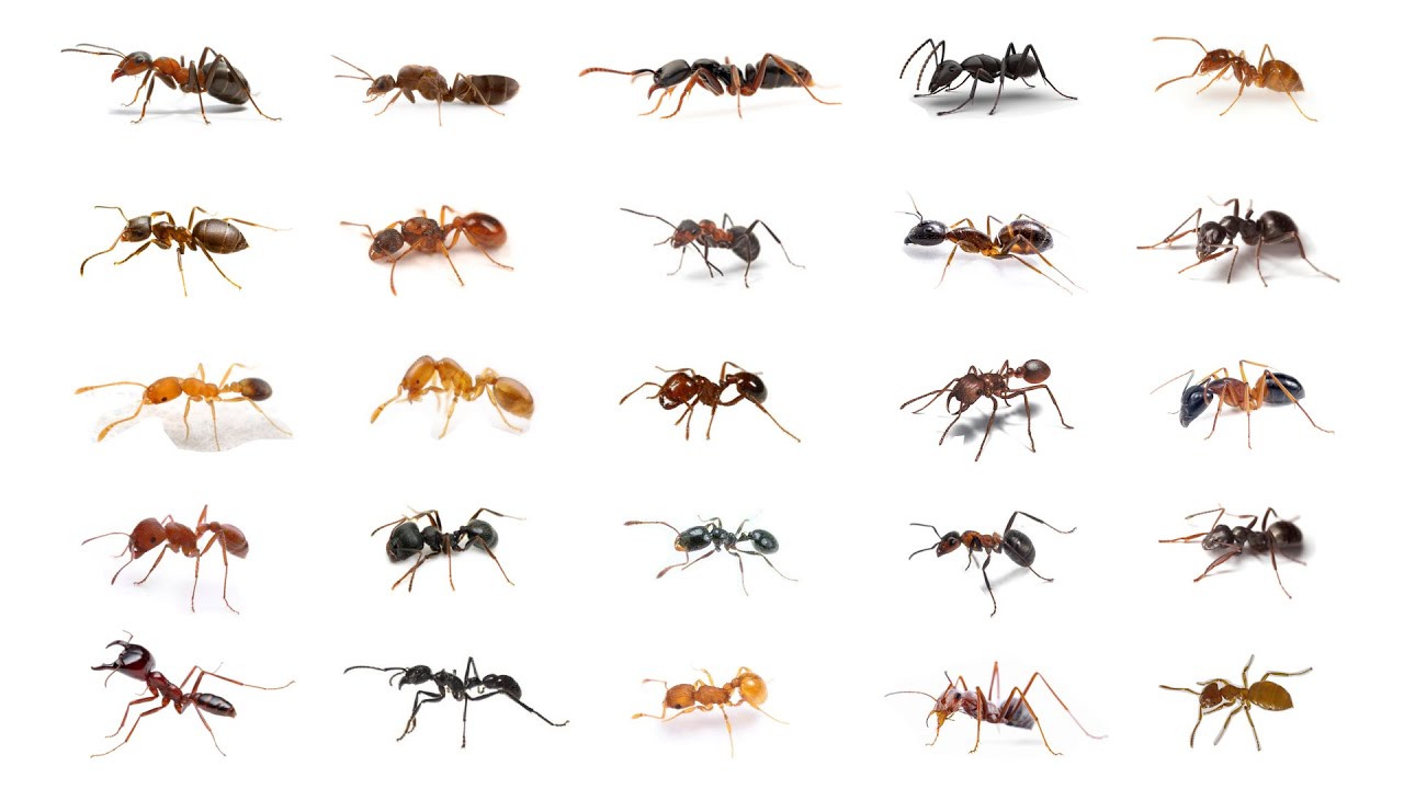 How To Get Rid Of Ants In Garden Patio - Allans Gardeners Blog